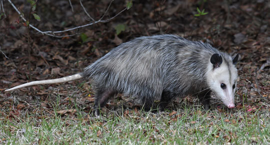 Awesome Animal - Virginia Opossum - Stan C. Smith
