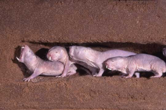 Naked Mole Rats Defy the Concept of Aging, Almost Never 
