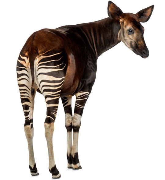 Awesome Animal - Okapi - Stan C. Smith