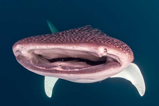 Awesome Animal - Whale Shark - Stan C. Smith