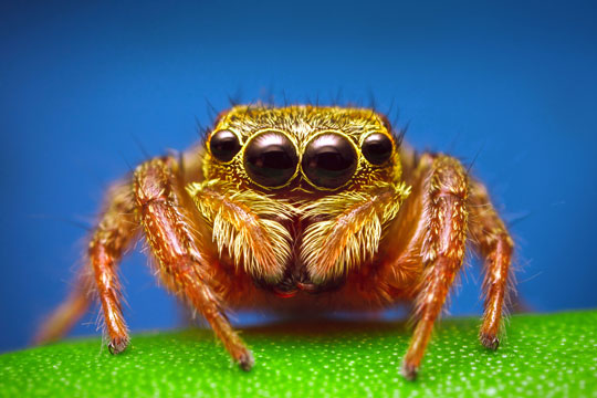 Awesome Animal - Jumping Spider - Stan C. Smith