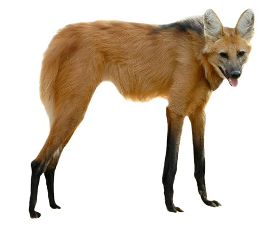 Awesome Animal - Maned Wolf - Stan C. Smith