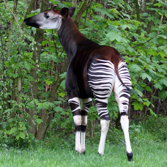Awesome Animal - Okapi - Stan C. Smith