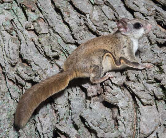 Awesome Animal - Flying Squirrel - Stan C. Smith