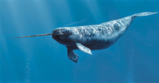 Awesome Animal - Narwhal - Stan C. Smith