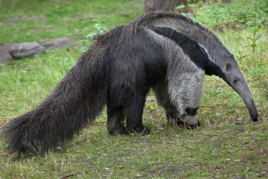 Awesome Animal Fact - Hungry Anteaters - Stan C. Smith