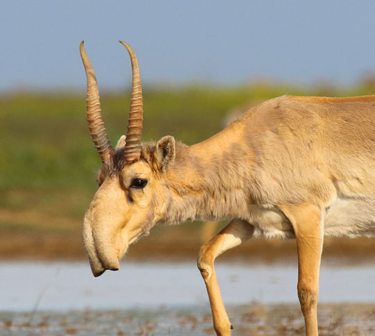 Awesome Animal - Saiga Antelope - Stan C. Smith